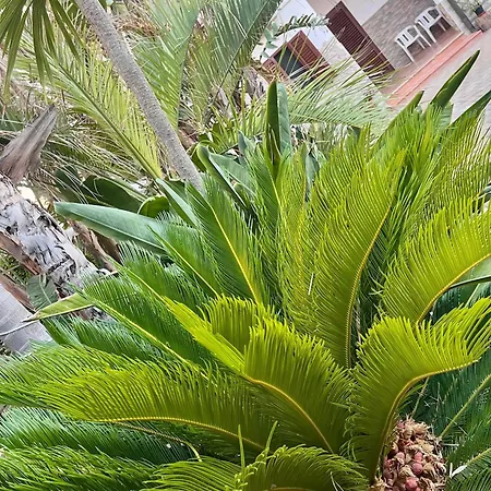 Irene Fronte Mare Campomarino Holiday home